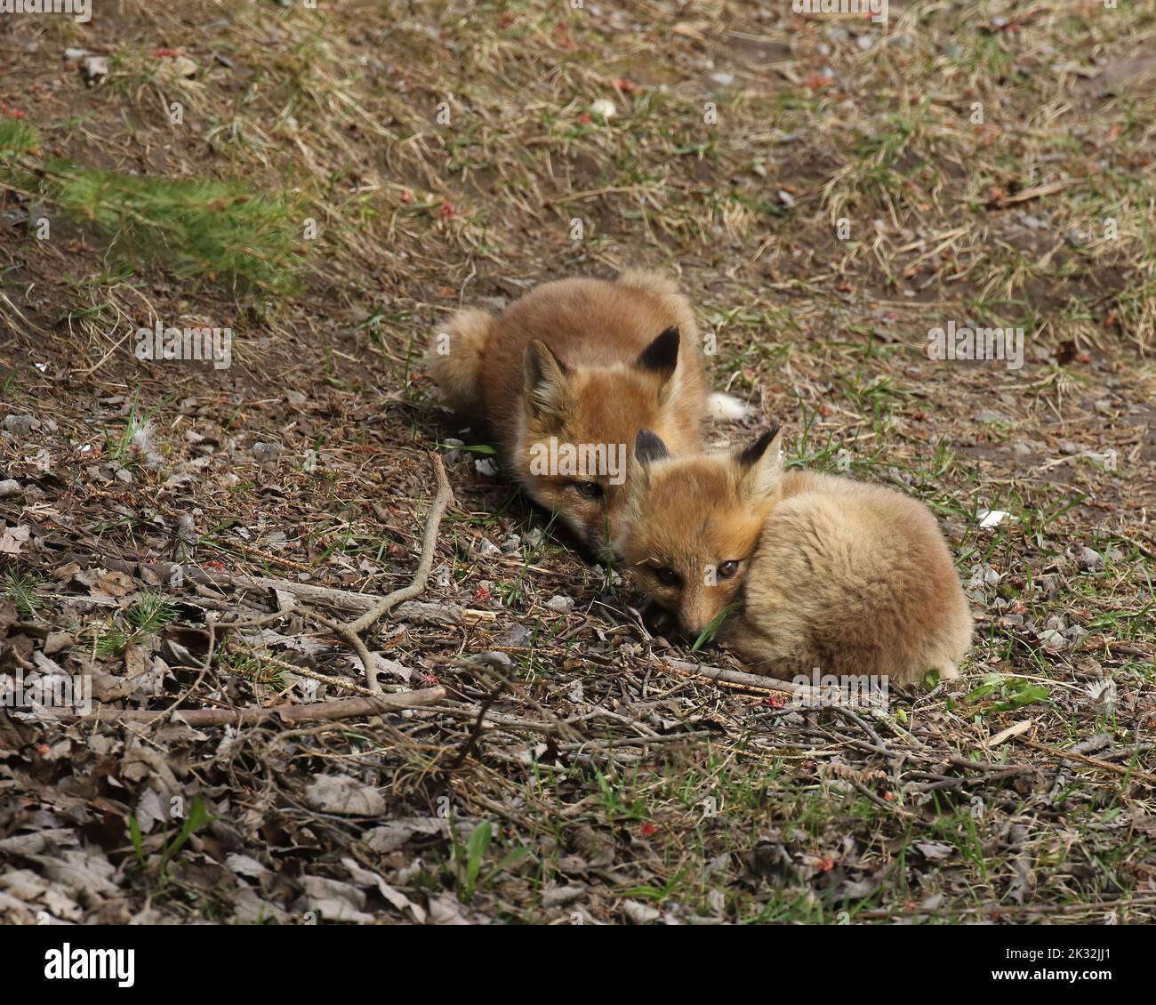 Kits Fox Banque D'Images