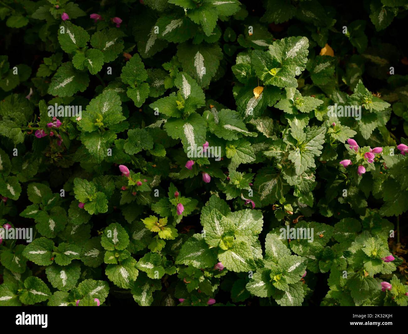 Gros plan sur les feuilles variégées et les fleurs roses de Lamium maculatum ou d'ortie morte tachetée vues dans une partie ombragée du jardin. Banque D'Images