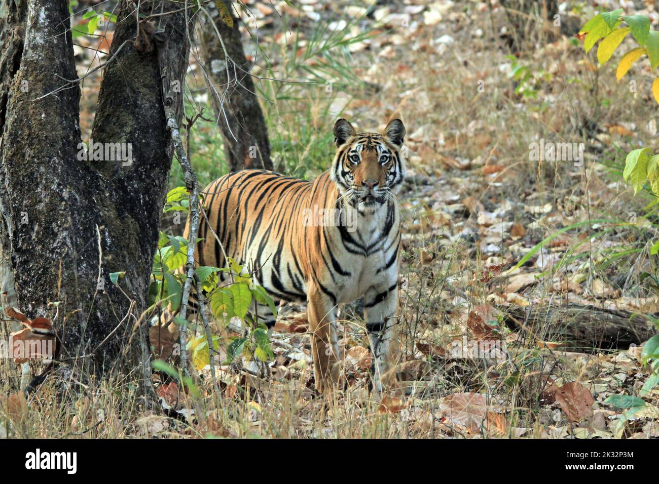 Tigre du Bengale (Panthera tigris tigris) dans la nature, regardant dans la caméra. Bandhavgarh, Inde Banque D'Images
