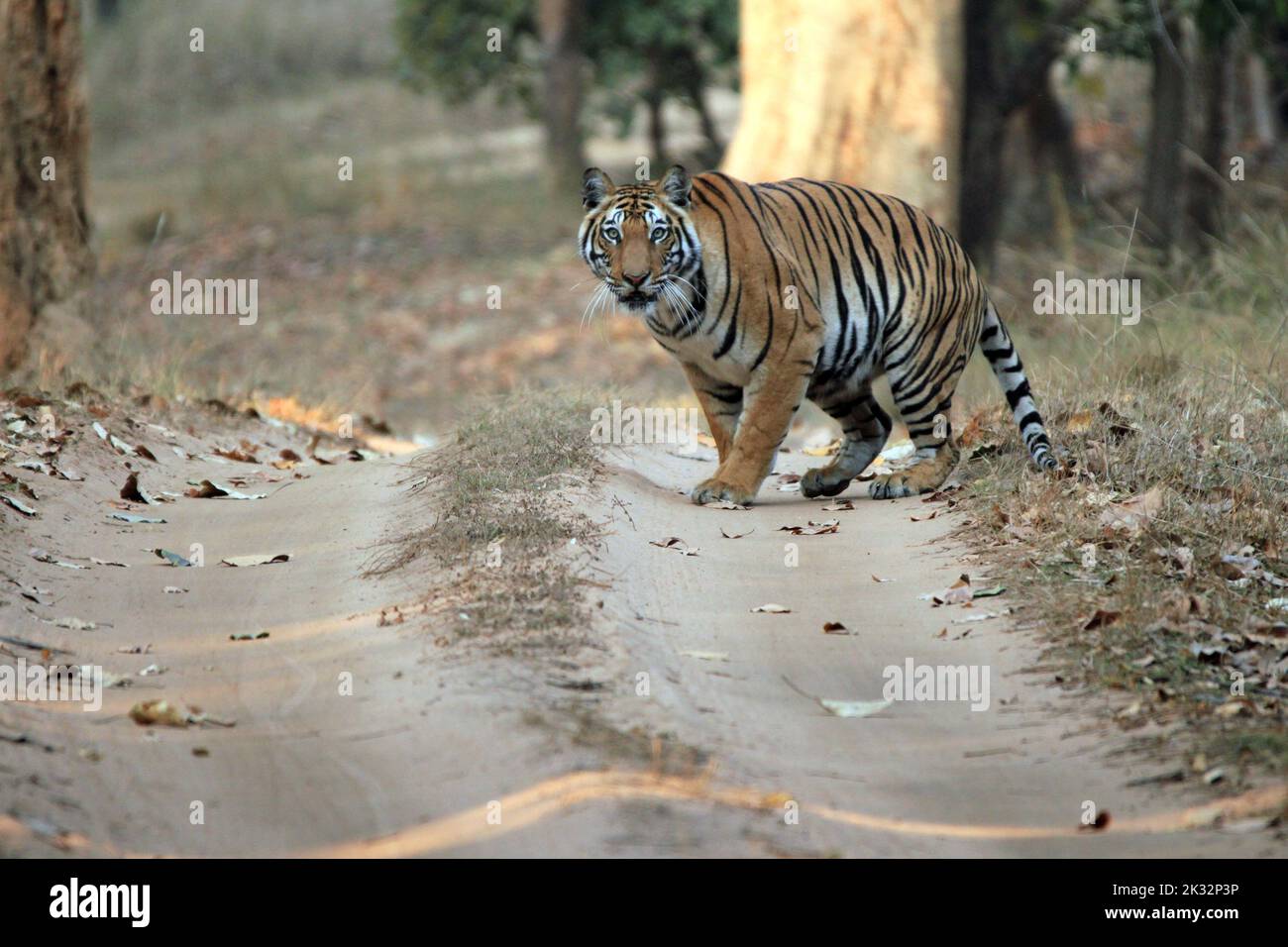 Tigre du Bengale (Panthera tigris tigris) sur la route, regardant dans la caméra. Bandhavgarh, Inde Banque D'Images