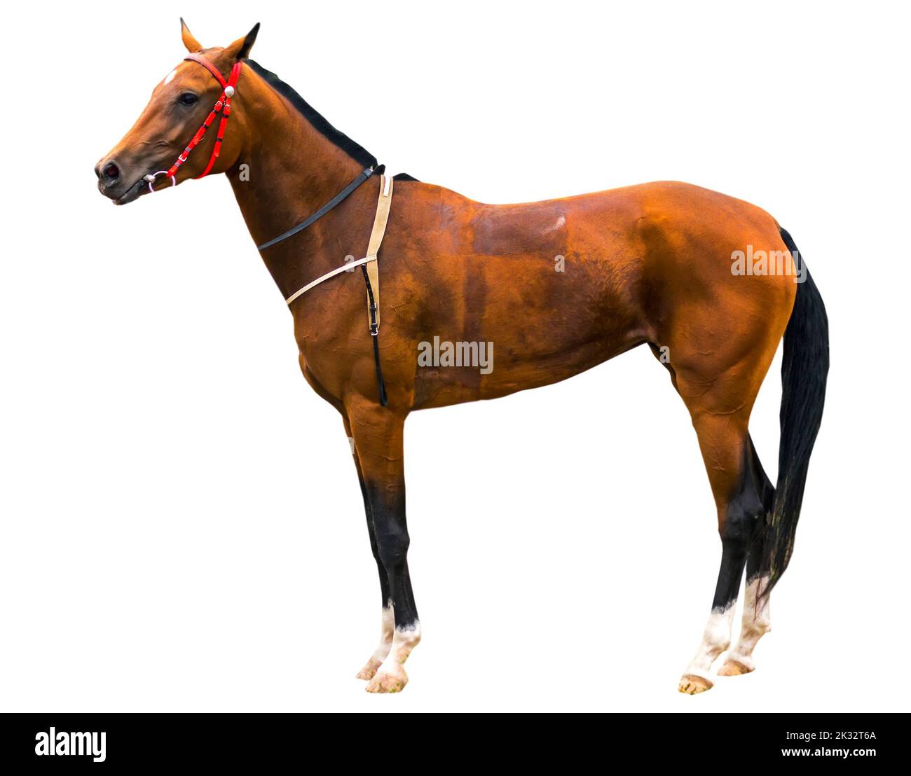 Portrait du cheval akhal-teke sur fond blanc. Banque D'Images