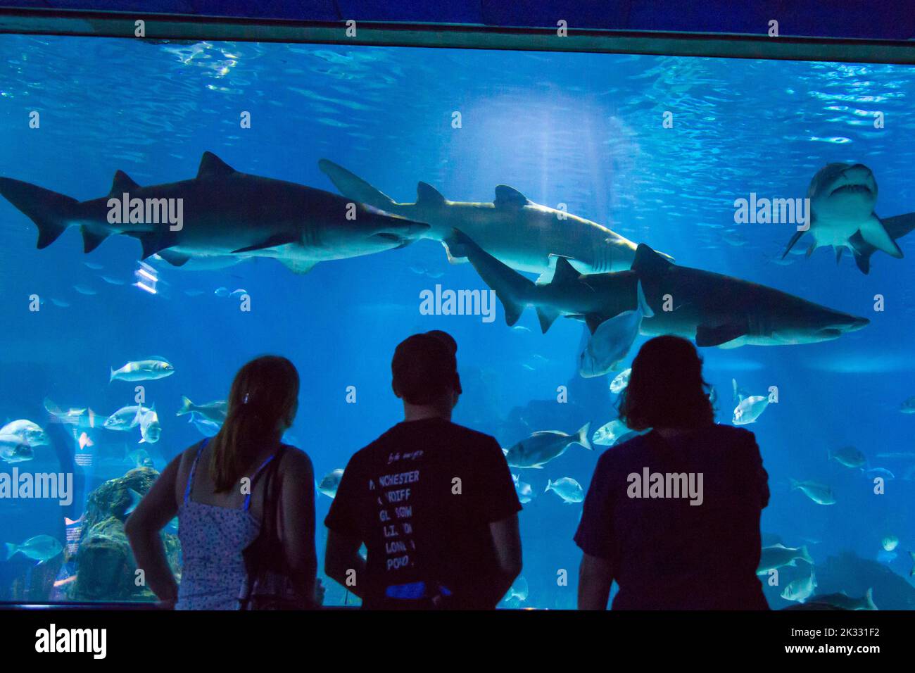 Les gens qui regardent les requins dans l’Aquàrium de Barcelone, Barcelone, Espagne Banque D'Images