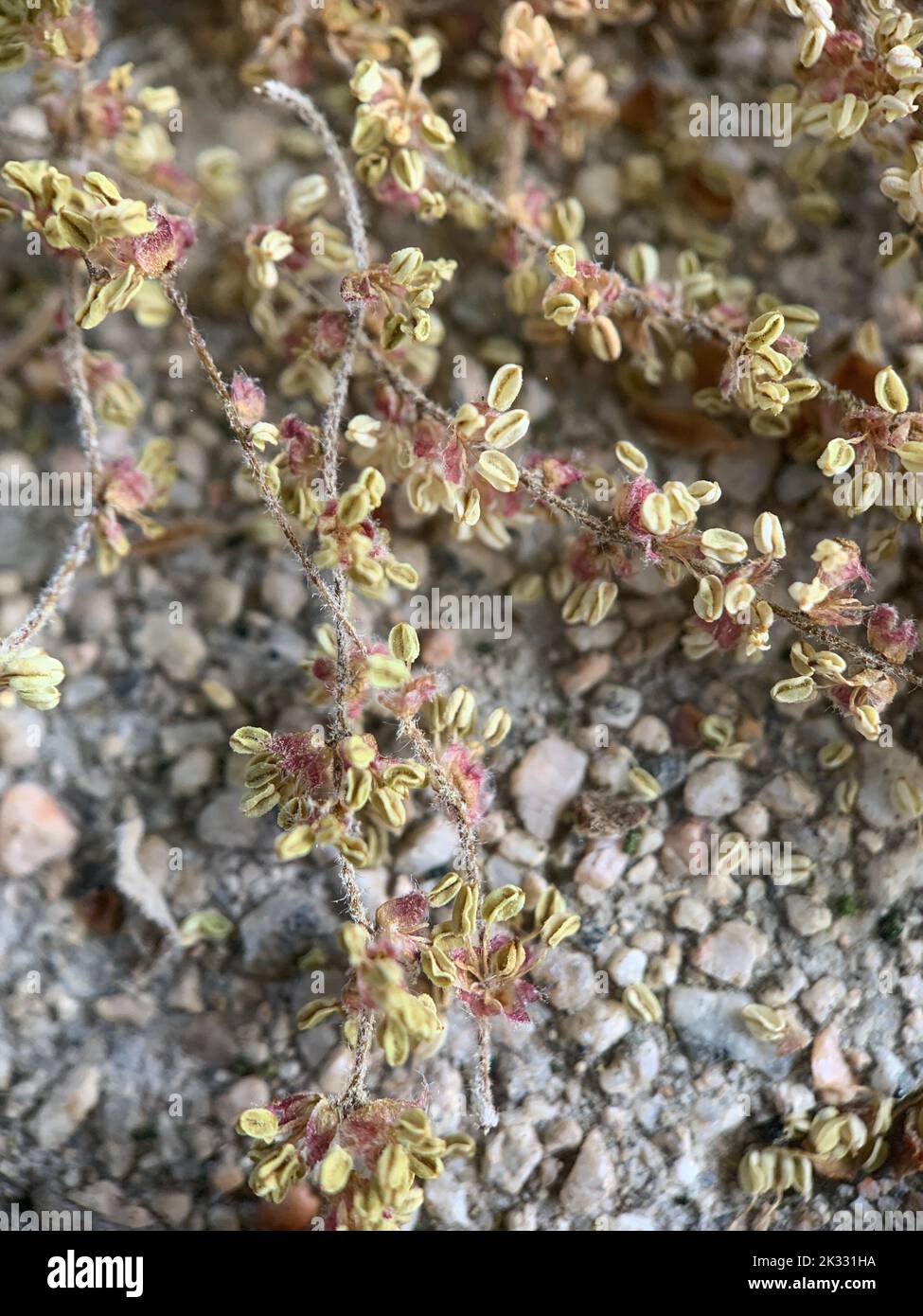 Un cliché vertical d'une plante à fleurs de sarrasin sauvage Banque D'Images