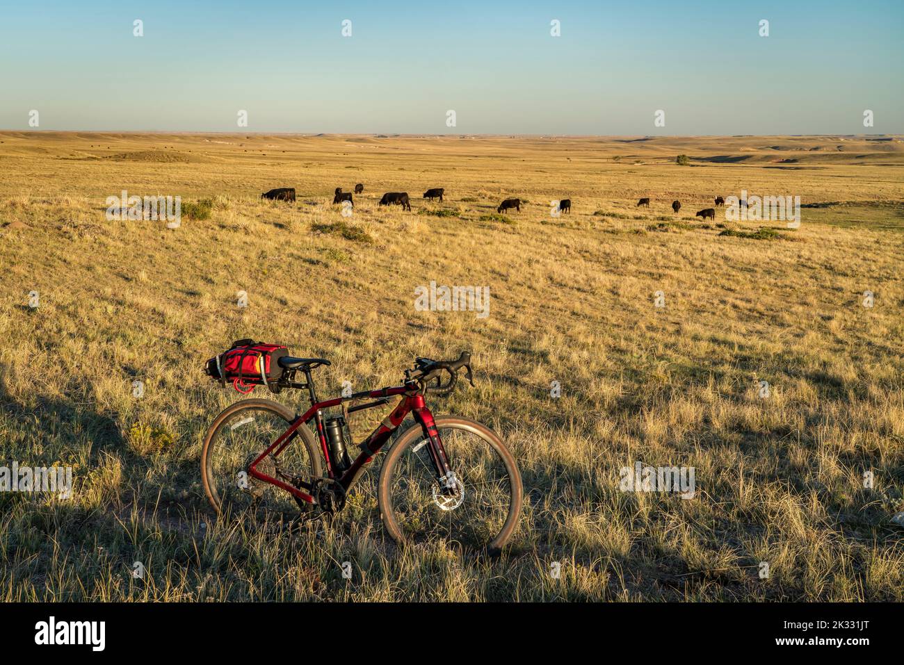 Vélo de gravier sur un sentier dans les contreforts du Colorado avec pâturage de bétail, zone naturelle de Soapstone Prairie Banque D'Images
