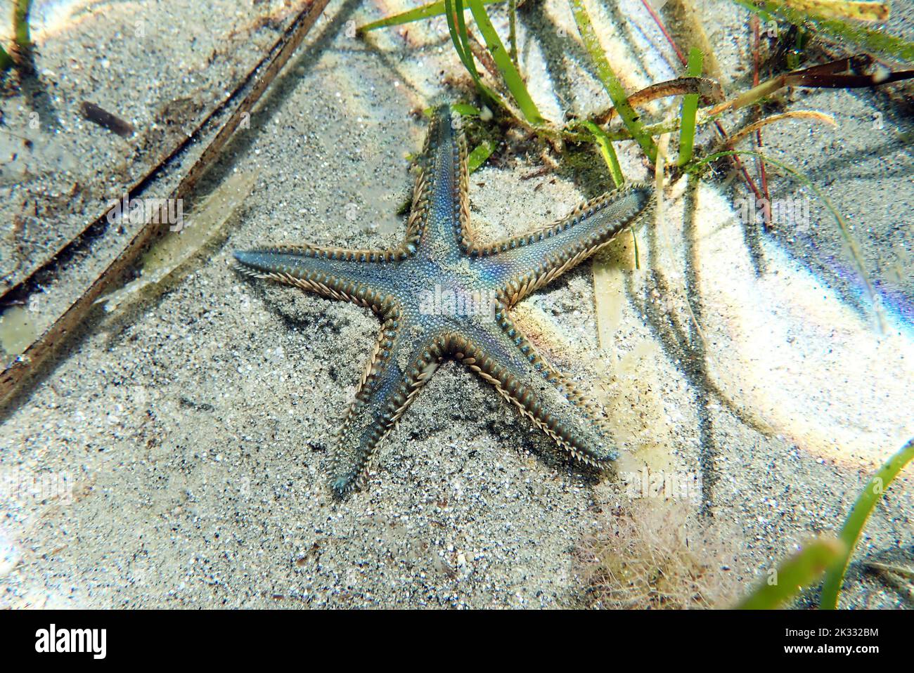 Image sous-marine de l'étoile de mer de sable méditerranéen Banque D'Images