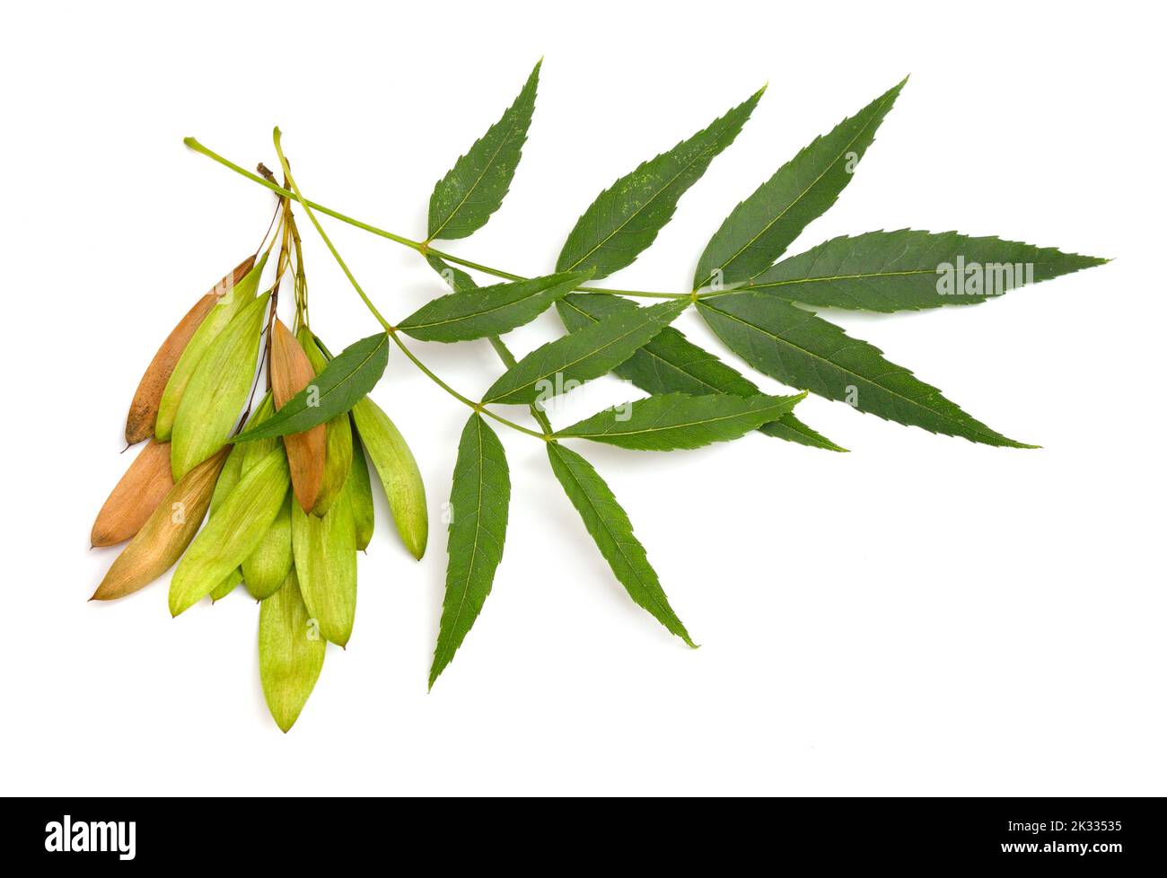 Fraxinus angustifolia, la frêne à feuilles étroites. Isolé sur blanc. Banque D'Images
