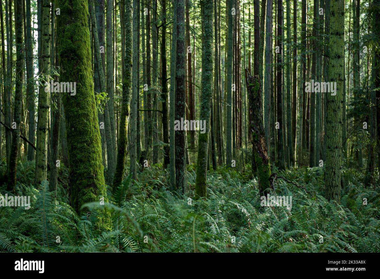 Un cliché pittoresque d'arbres couverts de mousse et d'autres plantes dans une forêt Banque D'Images