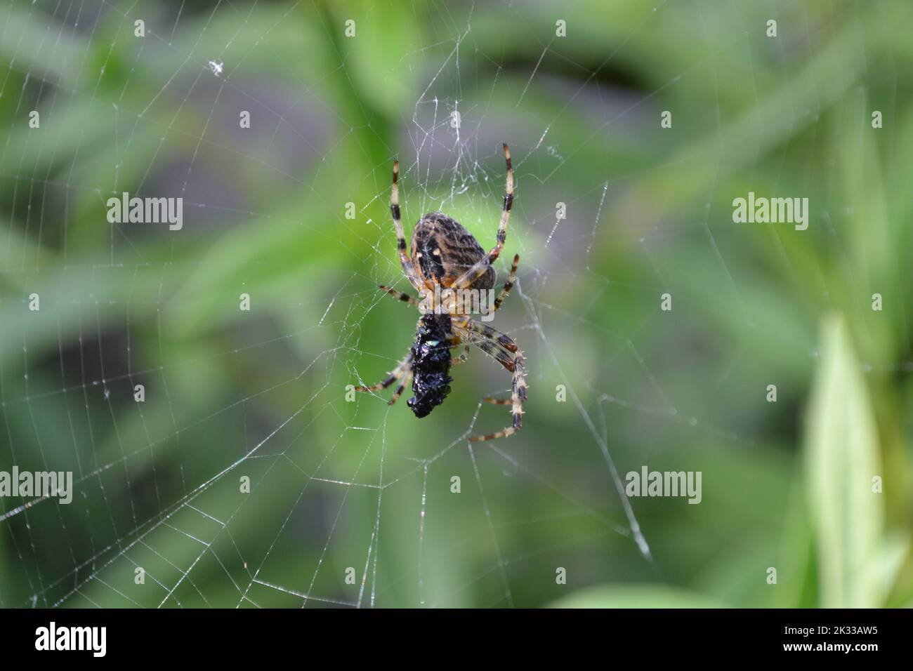 Garden Spider Feeding Royaume-Uni Banque D'Images