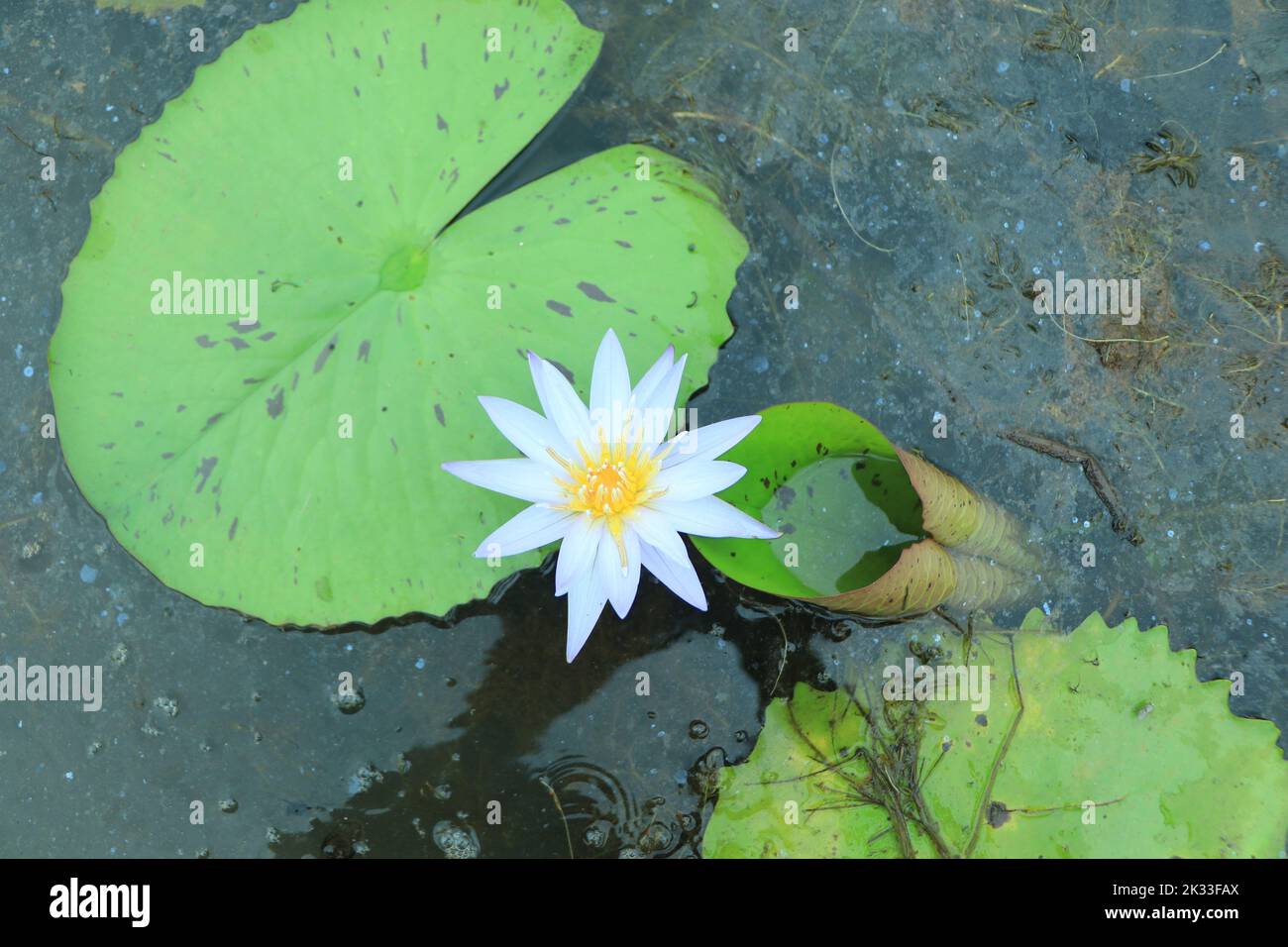Lotus bleu (Lotus bleu égyptien ou aussi nénuphars bleu ou nénuphars bleu égyptien), nénuphars du genre Nymphaea. Il était connu de l'ancien Banque D'Images
