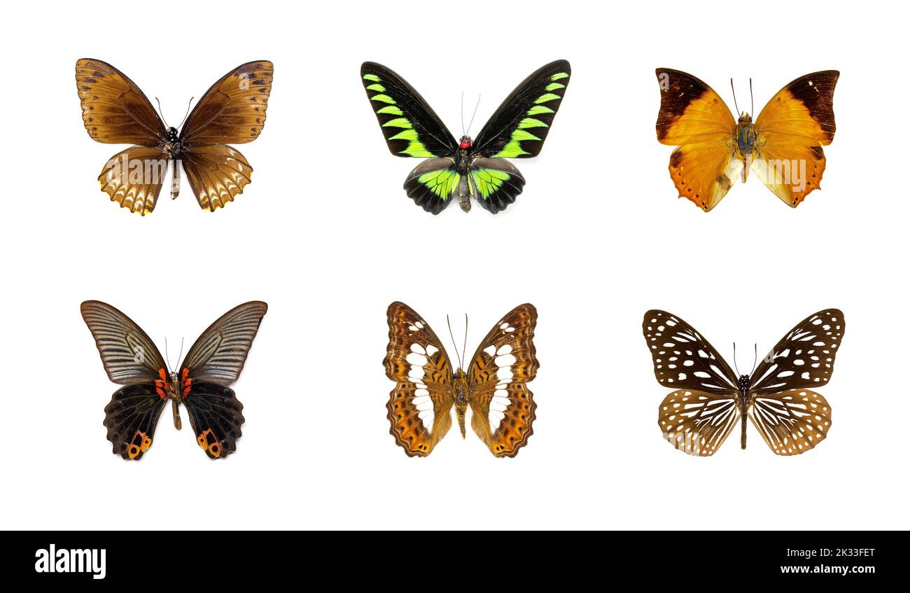 Groupe de beau papillon sur fond blanc. Insecte. Animal. Banque D'Images