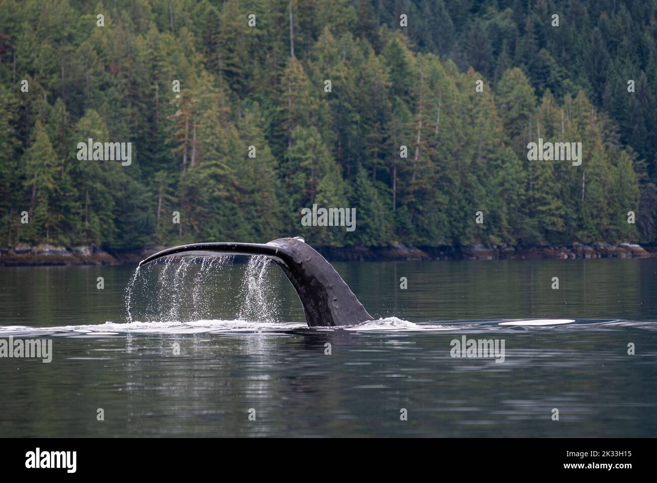 Une baleine à bosse (Megaptera novaeangliae) soulève sa queue hors de l'eau alors qu'elle se prépare à plonger en Colombie-Britannique, au Canada. Banque D'Images