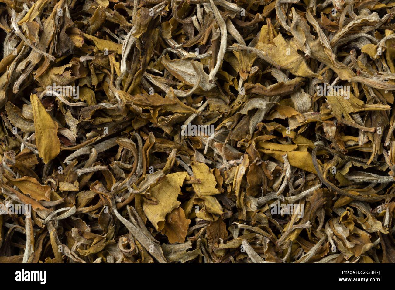 Les feuilles de thé chinoises séchées Snow Buds se rapprochent du plein cadre comme arrière-plan Banque D'Images