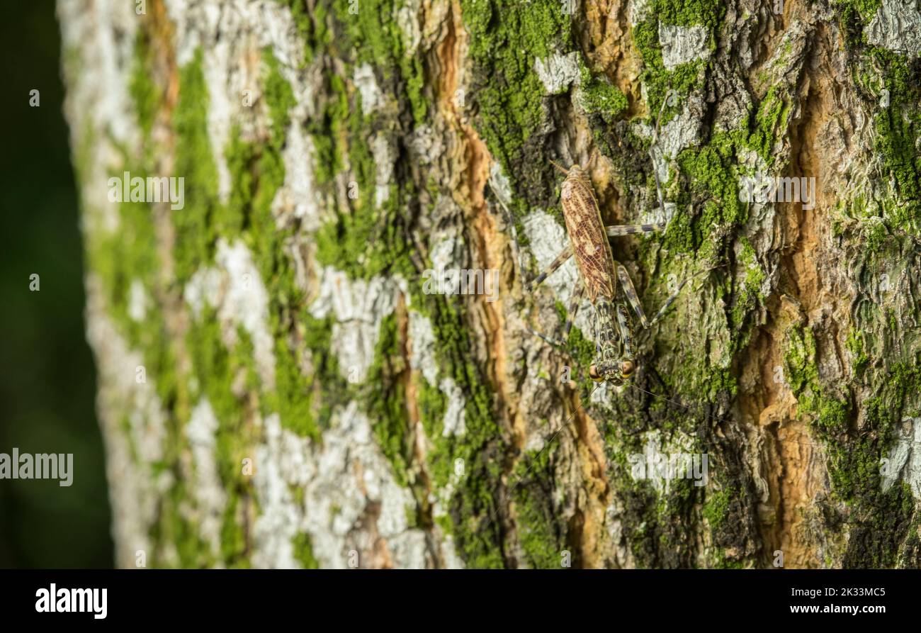 Écorce Mantis camouflées sur arbre, République du Panama, Amérique centrale Banque D'Images