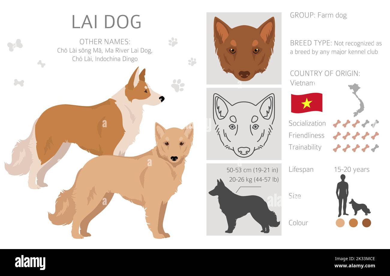 Falaise de chien de Lai vietnamienne. Différentes couleurs de pelage. Illustration vectorielle Illustration de Vecteur