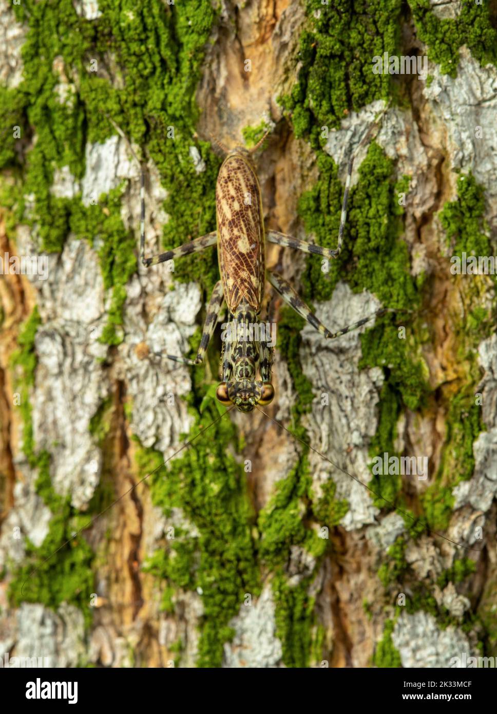 Un portrait de Bark Mantis paralytique, République du Panama, Amérique centrale Banque D'Images