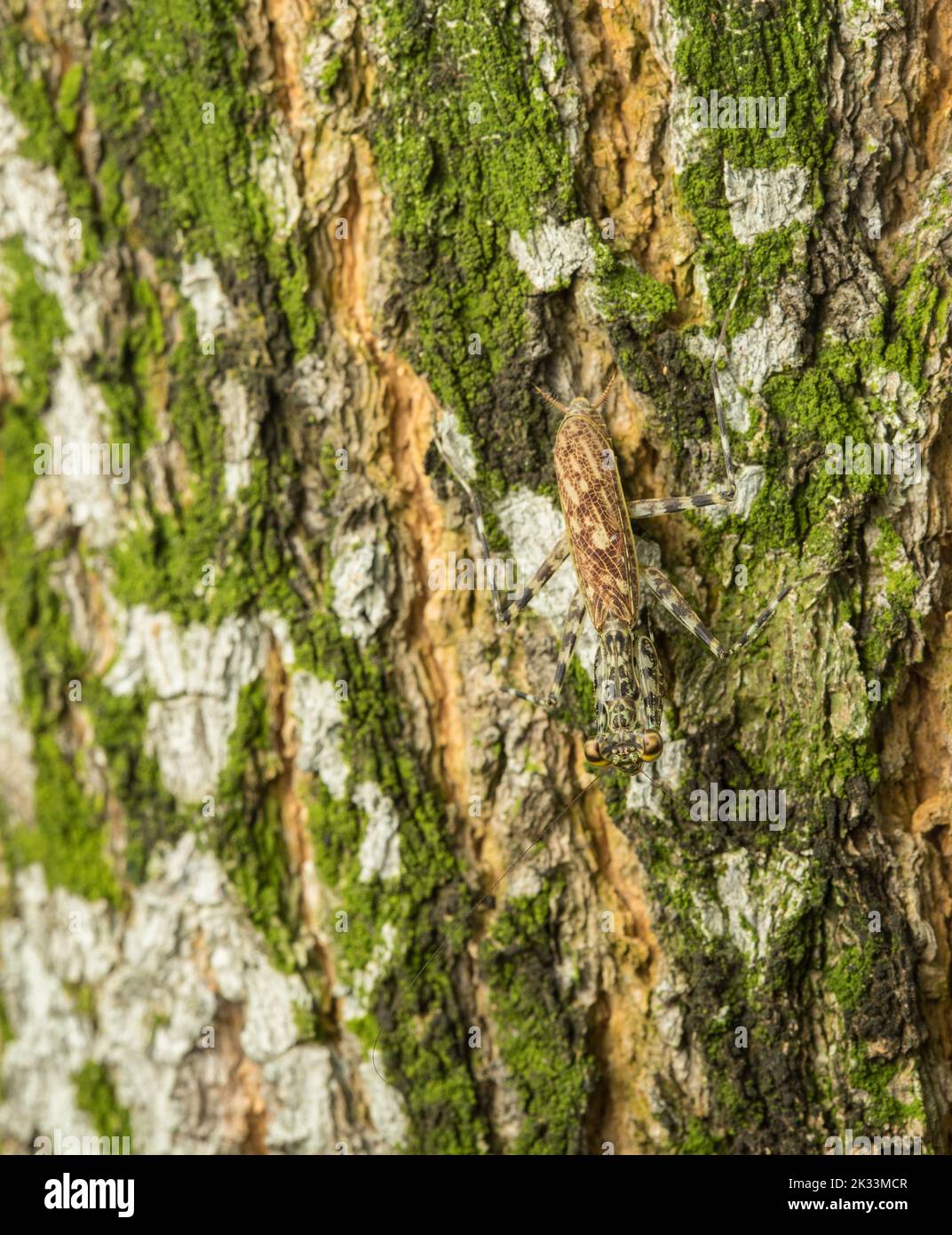 Écorce Mantis sur arbre de forêt tropicale camouflé, République de Panama, Amérique centrale Banque D'Images