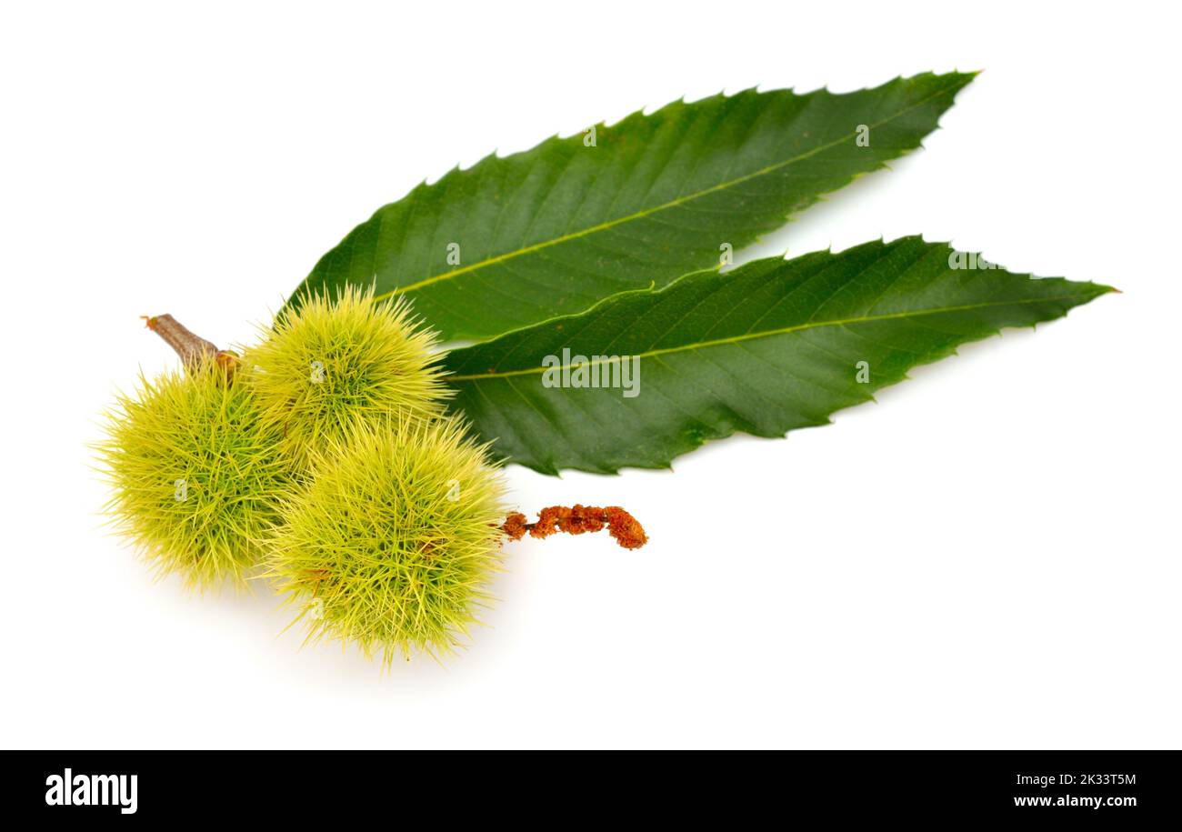 Castanea sativa, ou châtaignier sucré. Isolé sur fond blanc Banque D'Images