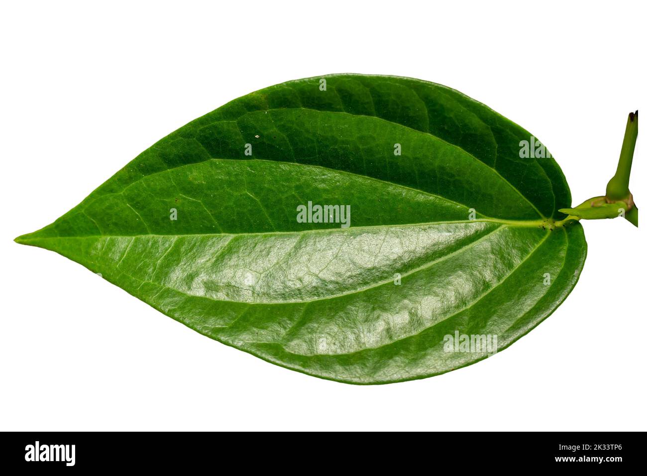 Gros plan d'une feuille de bétel en forme de cœur vert avec un cadre de feuille détaillé, isolée sur un fond blanc Banque D'Images