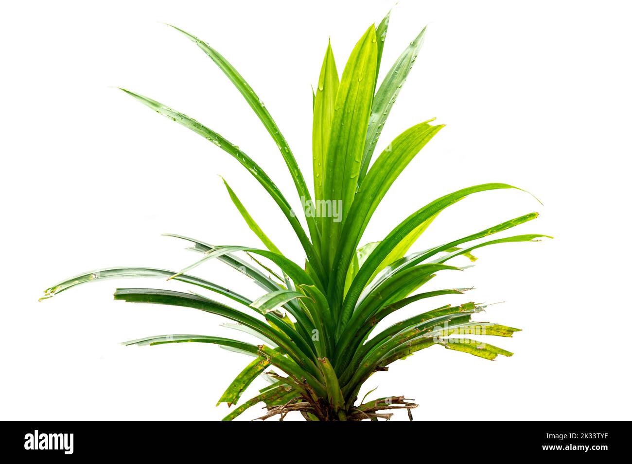 Une tige de la plante de Pandan ou de Pandanus amaryllifolius dont les feuilles sont sous forme de lames vertes avec un arôme parfumé, isolées sur un dos blanc Banque D'Images
