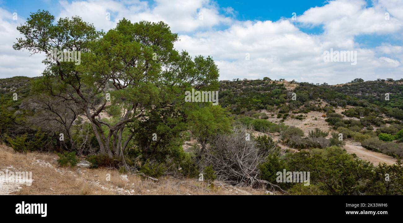 Texas Hill pays parsemé d'arbres Mesquite Banque D'Images