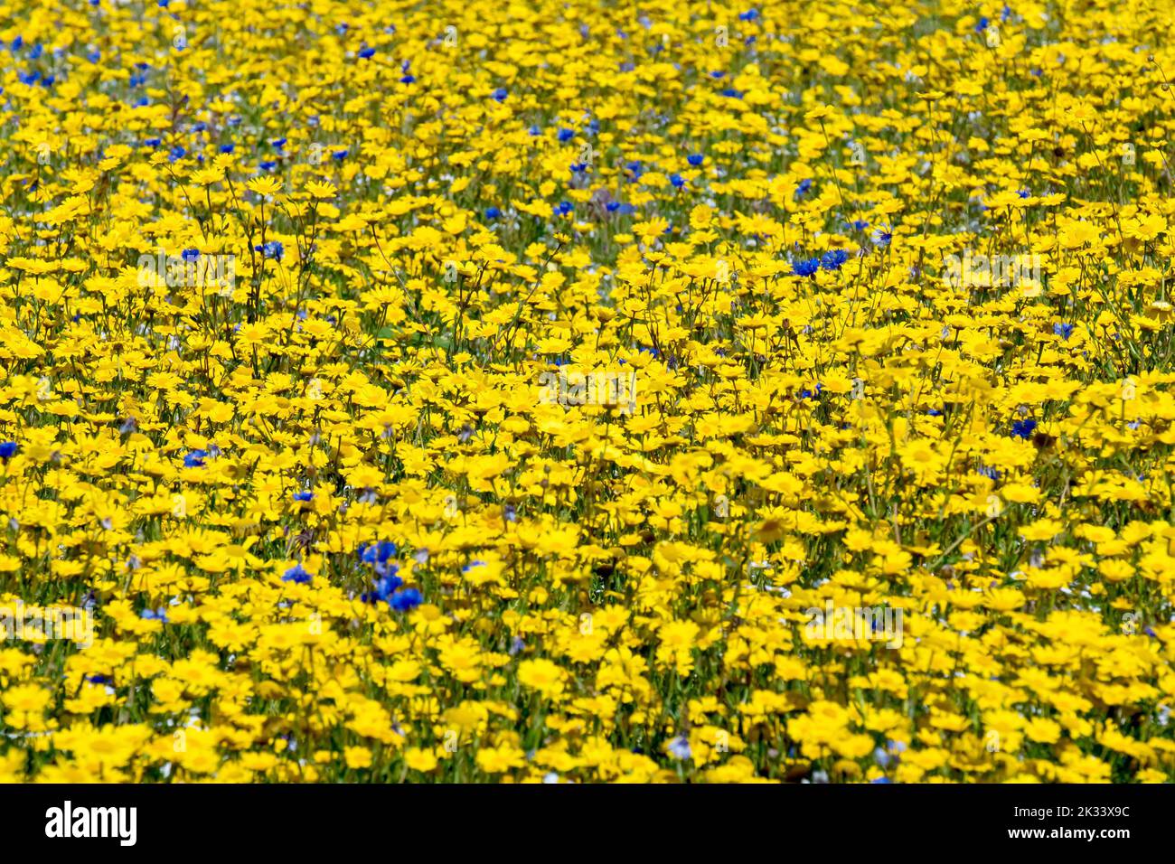 Un pré de fleurs sauvages planté dans un coin inutilisé d'un champ, composé principalement de maïs Marigold (chrysanthemum segetum) avec quelques fleurs de maïs bleues. Banque D'Images