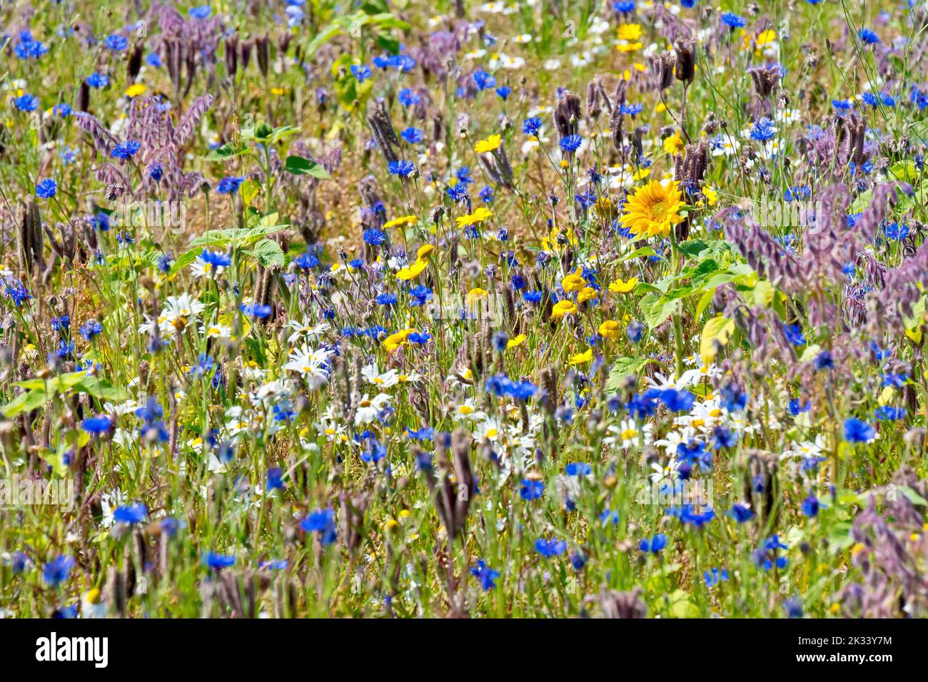 Un pré de fleurs sauvages planté dans un coin inutilisé d'un champ, comprend le tournesol, le Cornflower et le maïs Marigold entre beaucoup d'autres. Banque D'Images