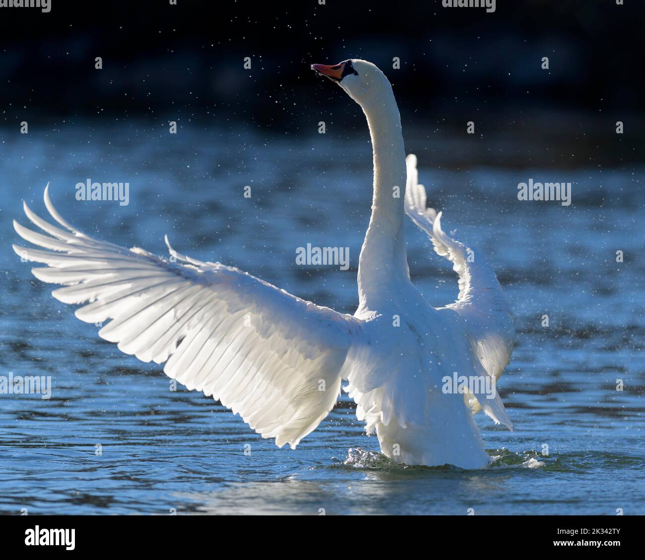 Mute Swan (Cygnus olor), flip ses ailes contre la lumière, Isar, Munich, Bavière, Allemagne Banque D'Images