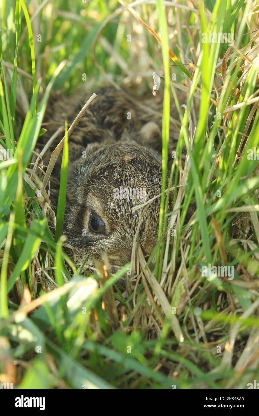 Lièvre européen (Lepus europaeus) jeune animal de quelques jours en haute herbe, Basse-Autriche, Autriche Banque D'Images