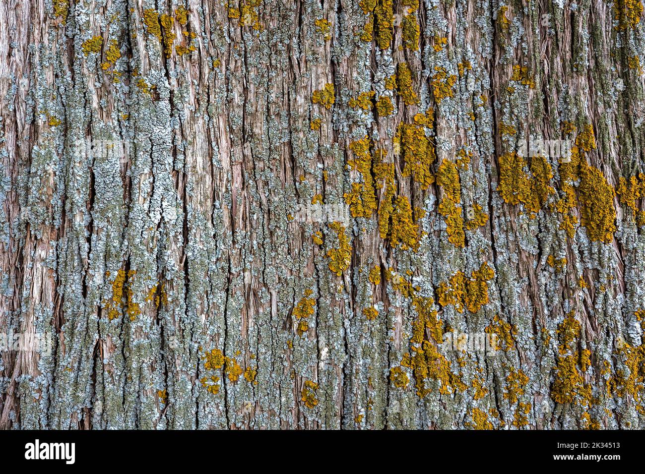 Lichens (Lichen) sur écorce d'arbre, Provence, France Banque D'Images