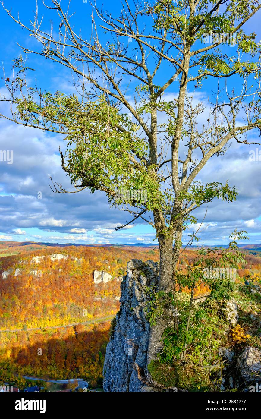 Arbre unique sur une falaise en automne, représenté ici par l'escarpement de l'Alb souabe près de Honau, Lichtenstein, Bade-Wurtemberg, Allemagne, Europe. Banque D'Images