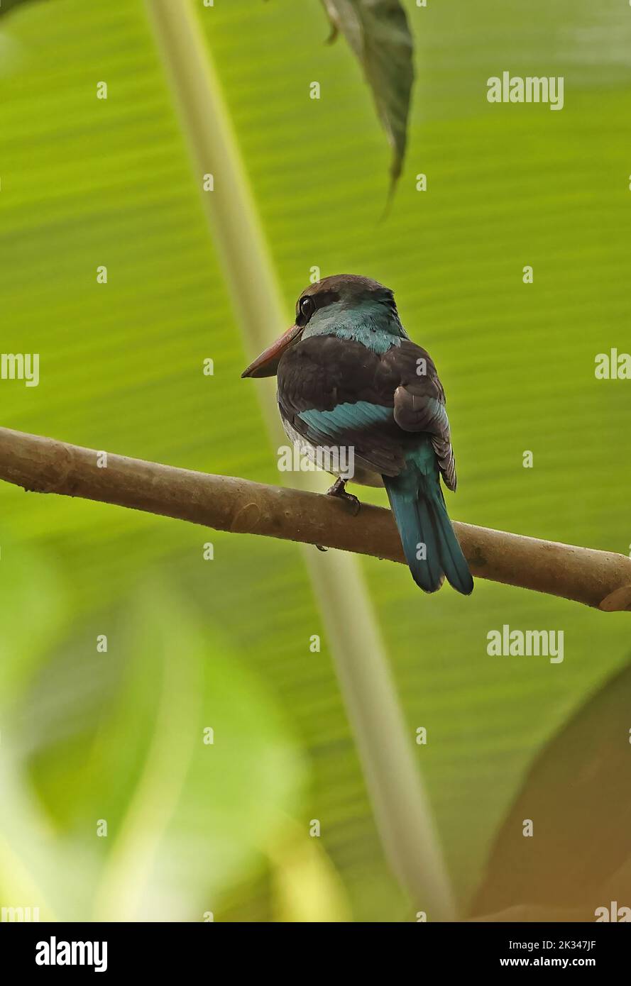Kingfisher croisé (Halcyon malimbica dryas) adulte perché sur la branche, sous-espèce endémique principe, Sao Tomé-et-principe. Septem Banque D'Images