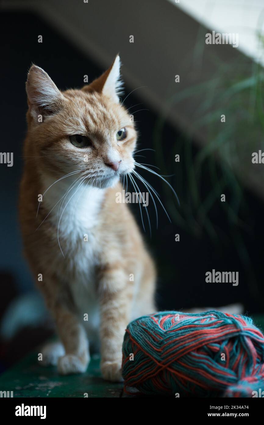 Chat domestique avec balle de laine Banque D'Images