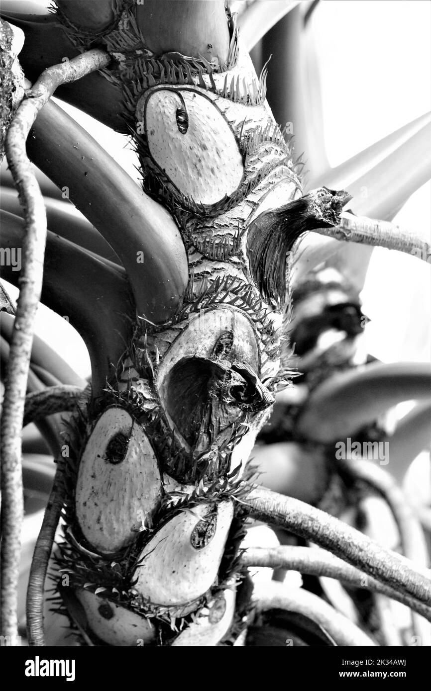 Échelle de gris d'une tige de plante exotique Banque D'Images
