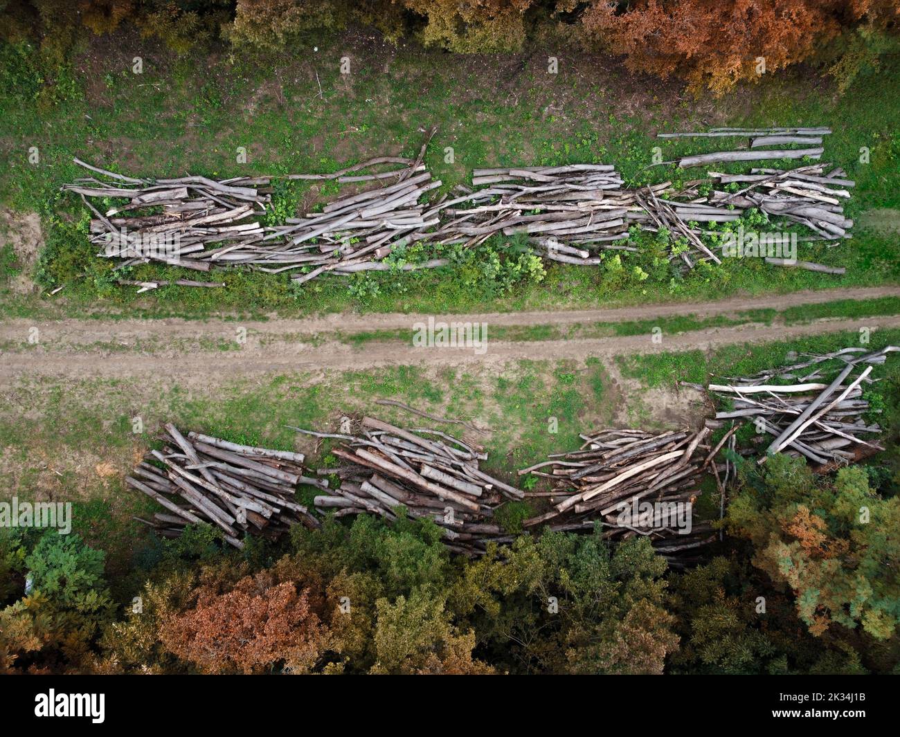 Vue aérienne d'une forêt à feuilles caduques coupée Banque D'Images