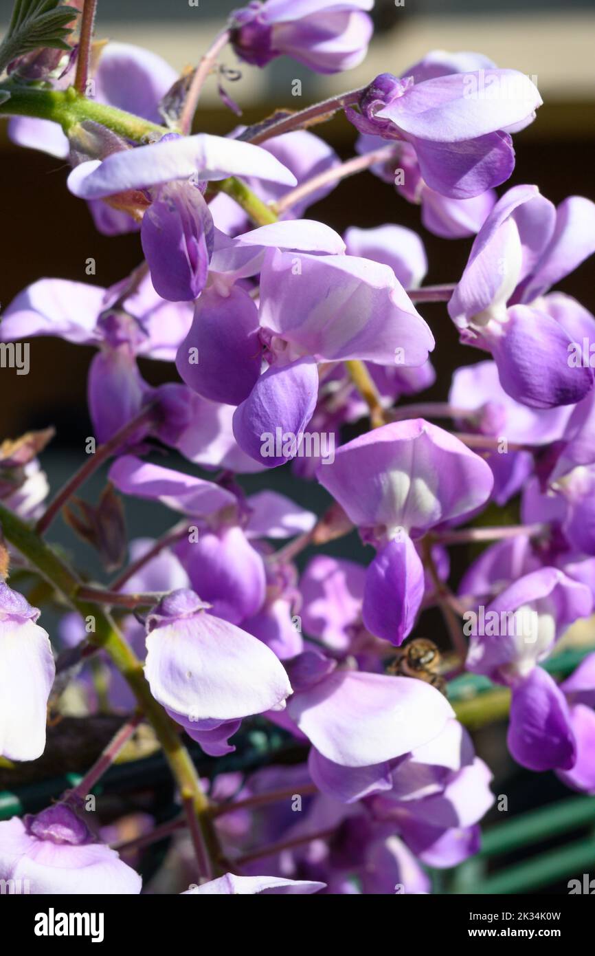 La wisteria fleurit au printemps dans un jardin privé Banque D'Images