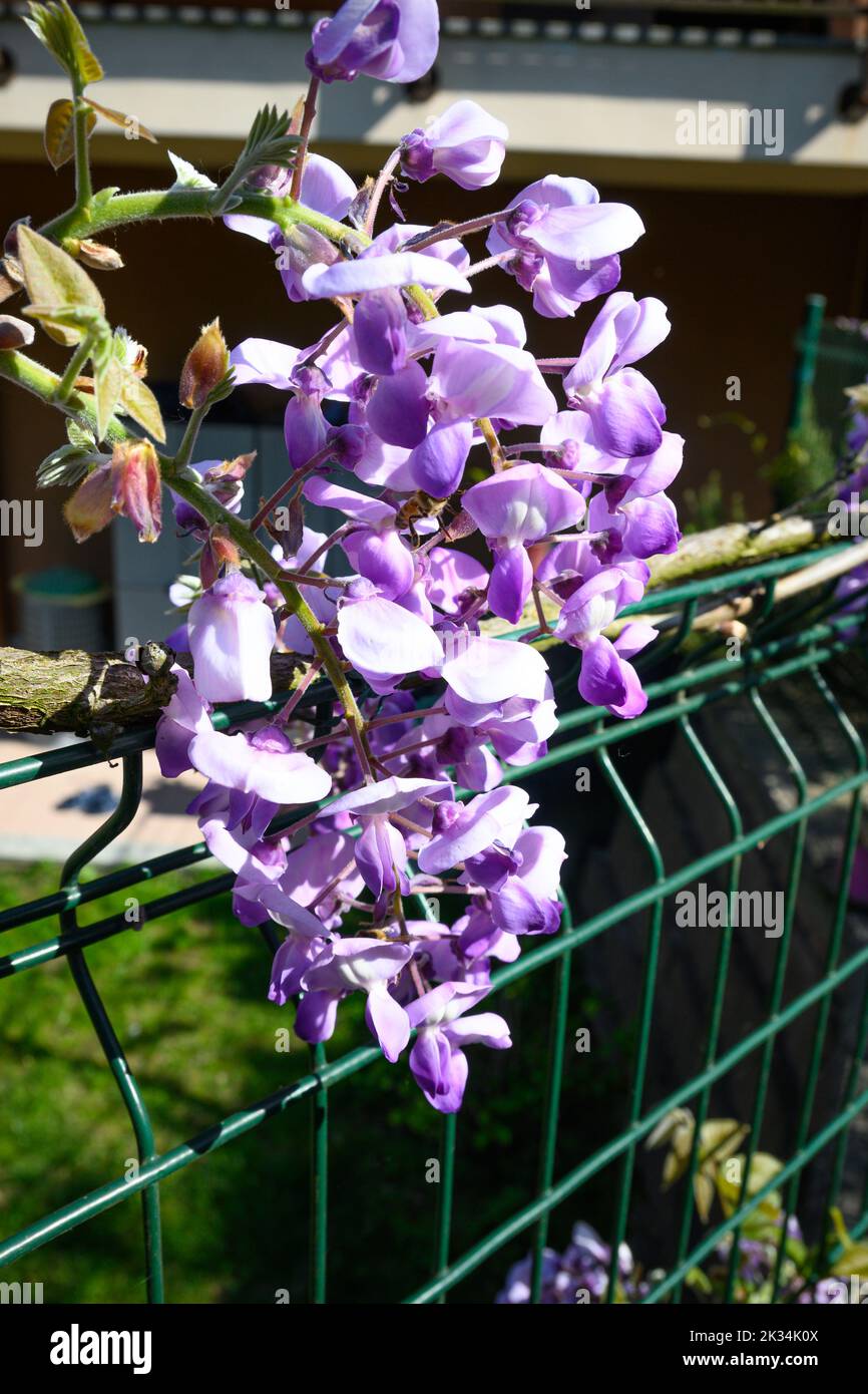 La wisteria fleurit au printemps dans un jardin privé Banque D'Images