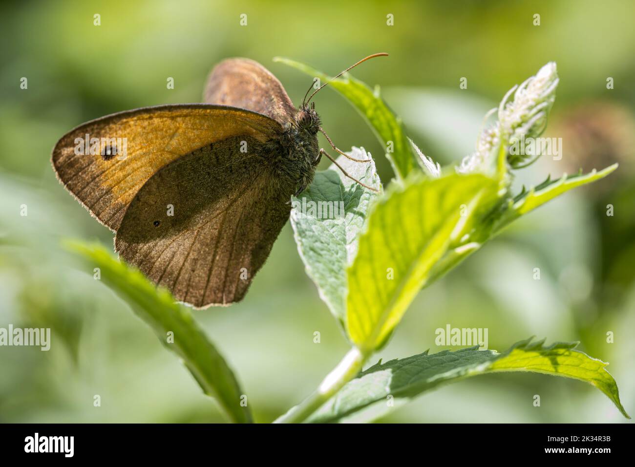 Vue rapprochée du Meadow Brown ou du papillon Maniola jurtina reposant sur une fleur. Photo prise le 31st juillet 2022 dans la réserve de Poiana Marului Banque D'Images