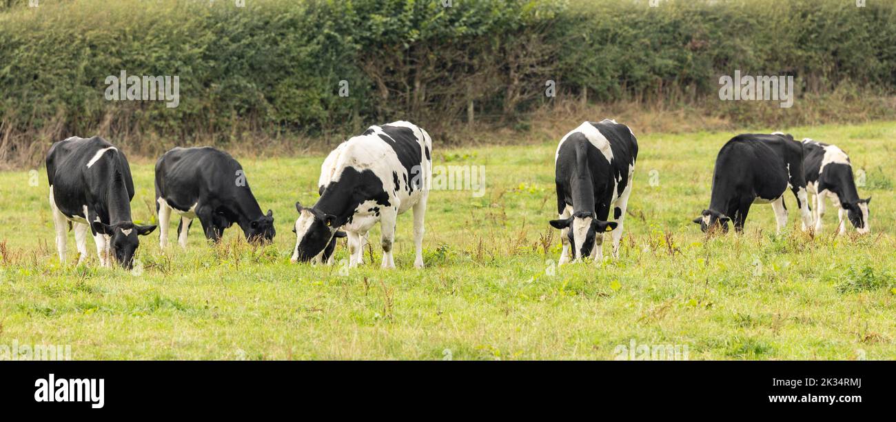 petit troupeau de bovins noirs et blancs se nourrissant de l'herbe fraîche Banque D'Images