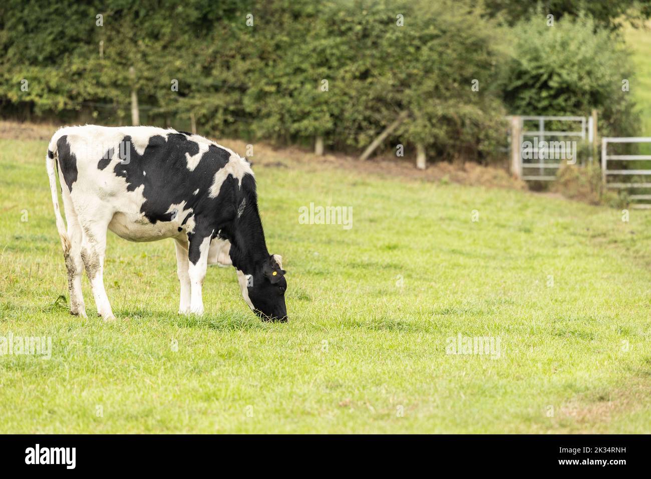 vache qui broutage pendant les mois d'été sur l'herbe Banque D'Images