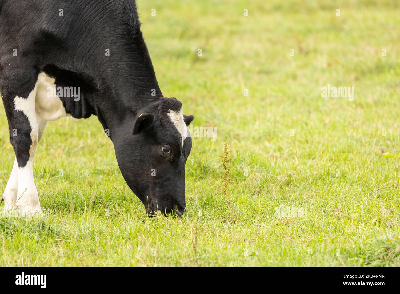 Gros plan de la tête d'une vache frisonne Banque D'Images