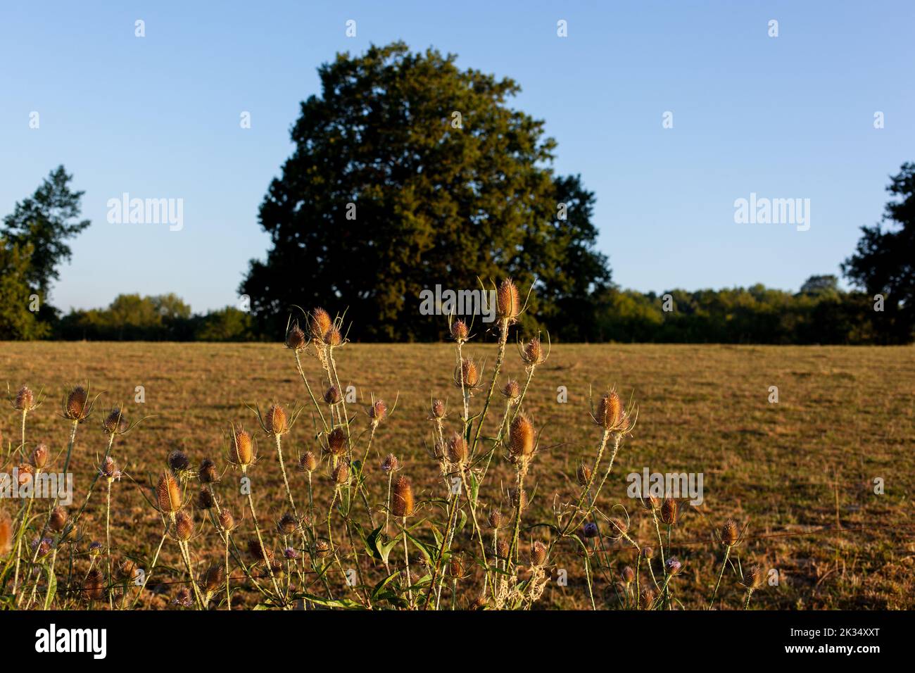 Chardon sauvage dans la campagne française en été Banque D'Images