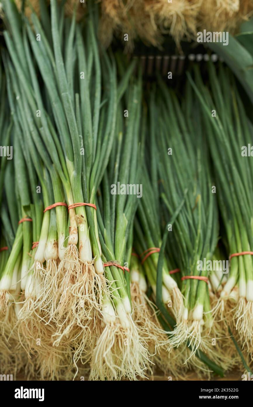 Les scallions biologiques dans un marché agricole du New Jersey. Banque D'Images