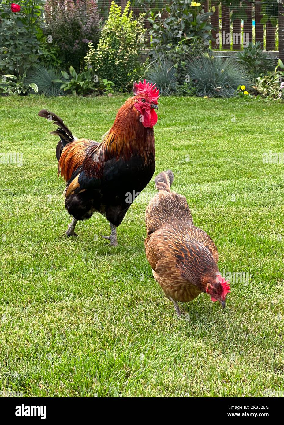 Le coq rouge et la poule marchent sur l herbe dans le jardin. Xin Xin Dian est une race de poulets eleves en Chine. Ils pondent des ufs bleus Photo Stock Alamy