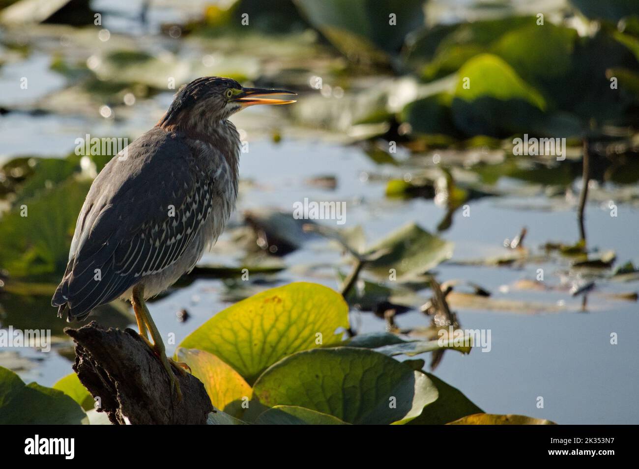 Un héron vert juvénile parmi les coussins de nénuphars. Banque D'Images
