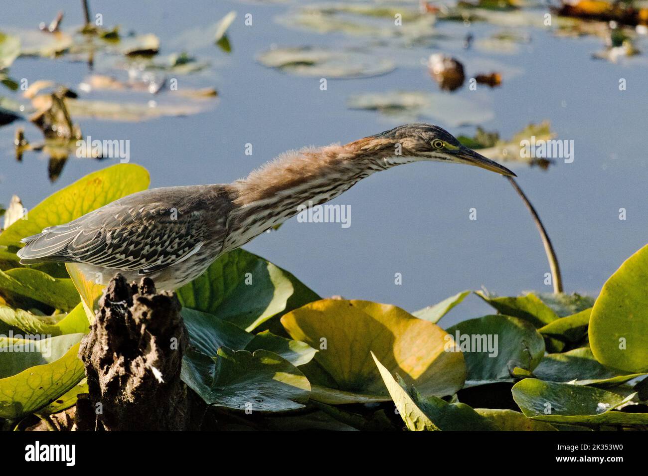 Un héron vert juvénile parmi les coussins de nénuphars. Banque D'Images