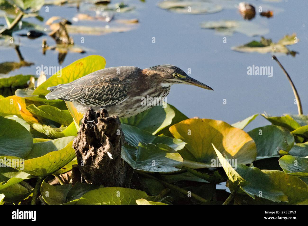 Un héron vert juvénile parmi les coussins de nénuphars. Banque D'Images