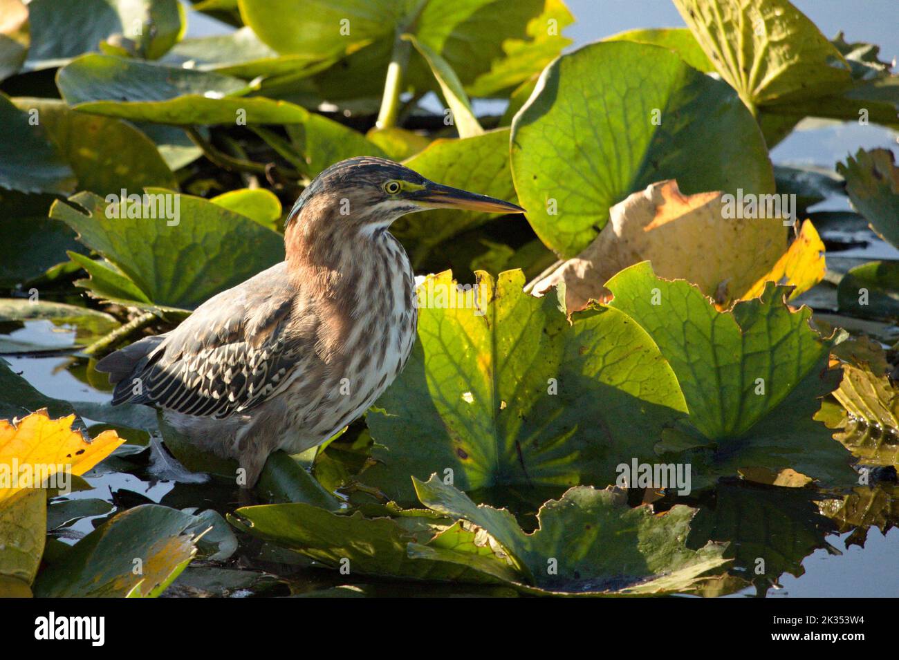 Un héron vert juvénile parmi les coussins de nénuphars. Banque D'Images