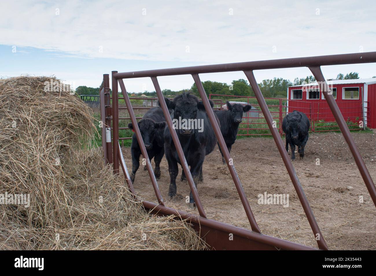 4 vaches debout dans un stylo d'alimentation Banque D'Images