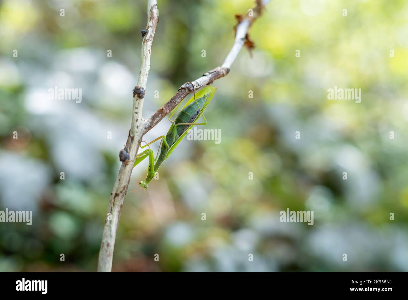 Mantis européens (de prière) accrochés à une branche mince et sèche Banque D'Images