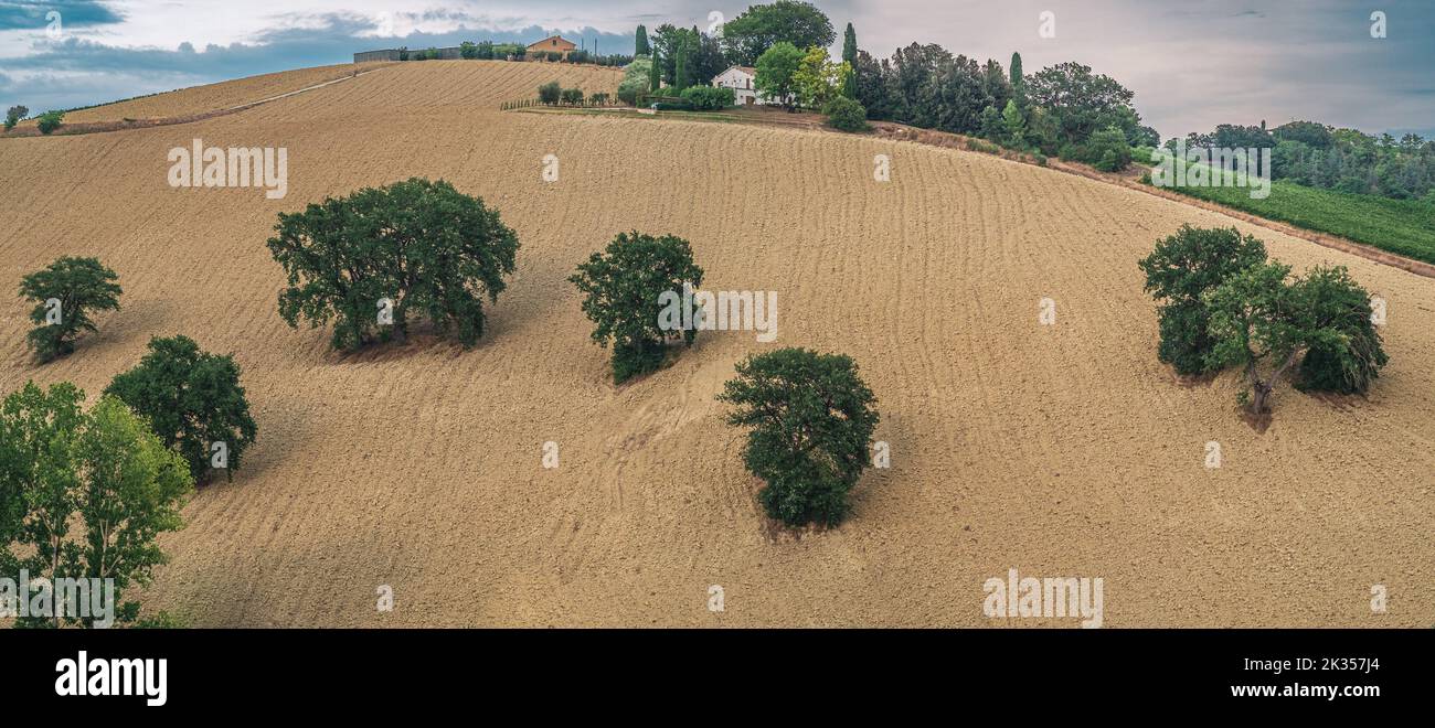 Oaks au milieu d'un champ labouré. Campagne de la province d'Ascoli Piceno, Marche, Italie. Banque D'Images
